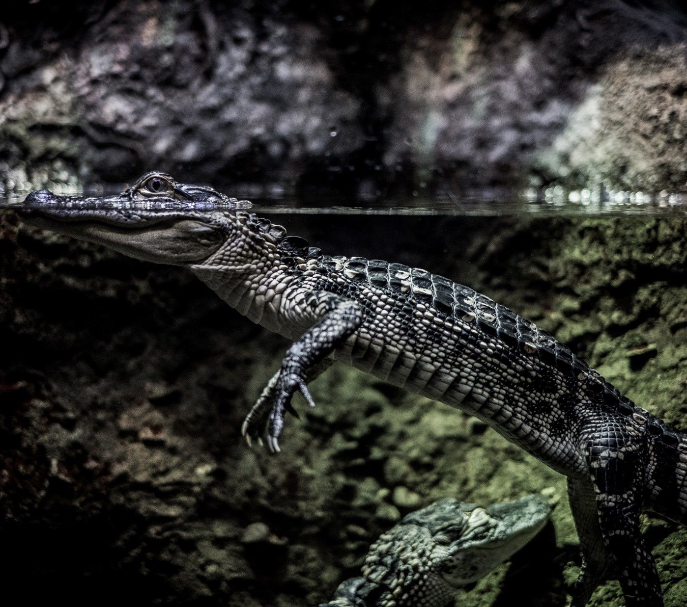 Alligator lauert unter Wasser, aber schaut über die Wasseroberfläche heraus