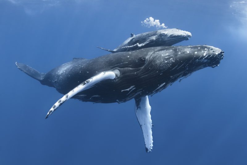 schwimmender Wal mit Kalb auf dem Rücken