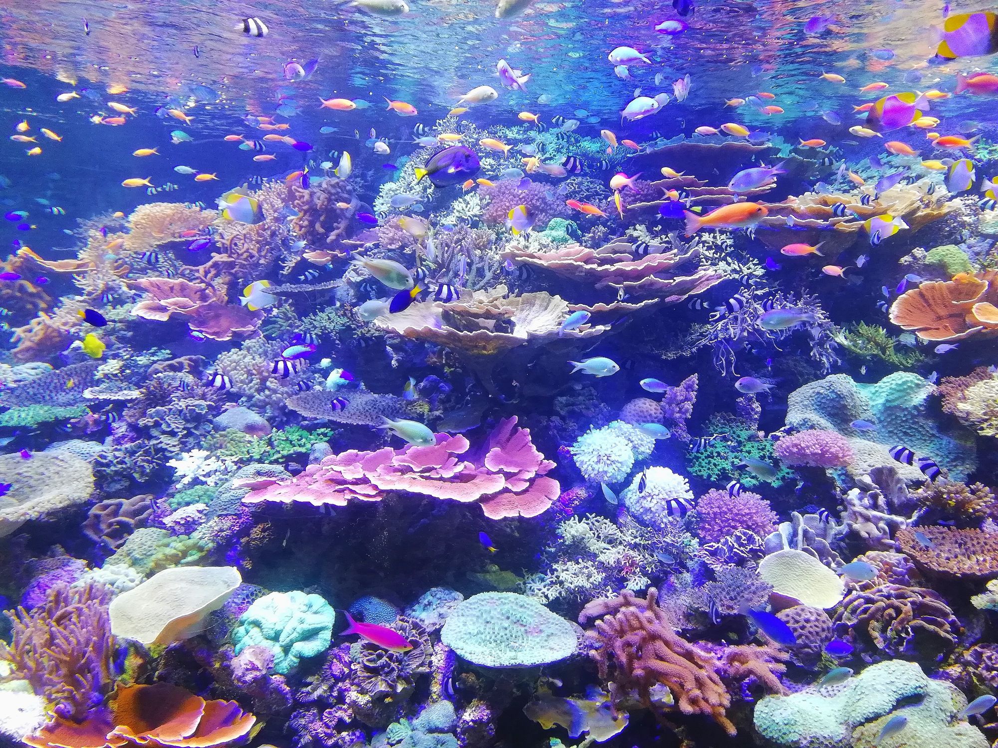 Ein Korallenriff, das von vielen verschiedenen, bunten Meerestieren bewohnt wird